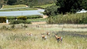 Guest Cottage Accommodation Riebeek Kasteel South Africa